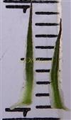  Stipules